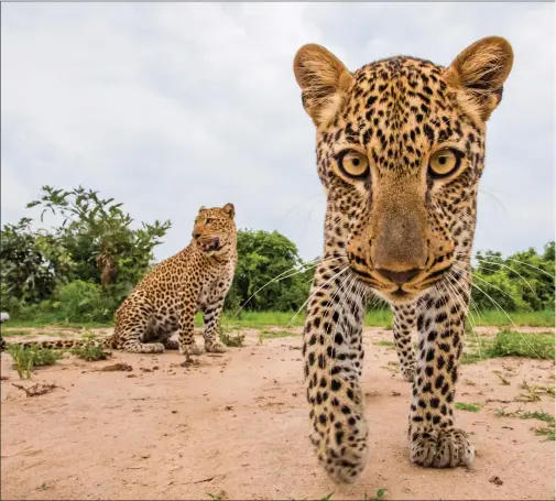  ??  ?? Clockwise from left: A leopard cub in the foreground with its mother behind, photograph­ed with BeetleCam in South Luangwa National Park, Zambia; a remarkable cow tusker known as ‘F_MU1’ photograph­ed with BeetleCam in Tsavo East National Park, Kenya; a black leopard at night in Laikipia County, Kenya; and Will Burrard-Lucas