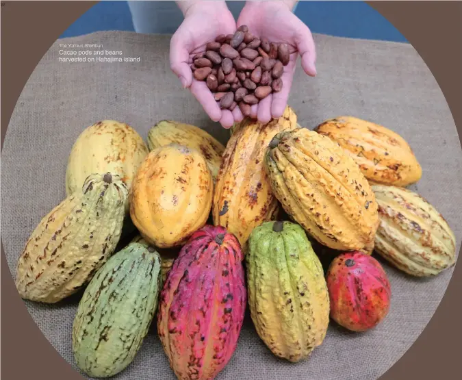  ?? The Yomiuri Shimbun ?? Cacao pods and beans harvested on Hahajima island