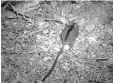  ?? Foto: LBV ?? Eine Kamera entdeckte die seltene Wald birkenmaus.