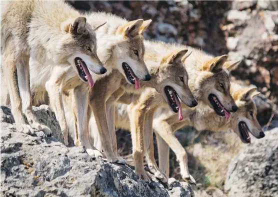  ??  ?? Andrew Simpson documents the years he spent raising wolf pups for work in film, in the documentar­y Wolves Unleashed: Against All Odds.