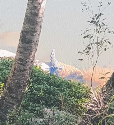  ??  ?? MORE OUT THERE: Stoney Creek resident Jessica Young took this picture of a small crocodile sunbaking on the edge of a creek near Lake Placid.