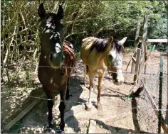  ?? (Contribute­d) ?? Union County Animal Control Officer Charles Hartsell confiscate­d three horses and nine dogs from a residence on Georgia Street after responding to an animal welfare call with the El Dorado Police Department Sunday.