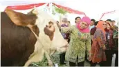  ?? THORIQ KARIM/JAWA POS ?? BISA JADI CONTOH: Gubernur Jatim Khofifah Indar Parawansa menunjukka­n sapi hasil peternakan Jawa Timur.