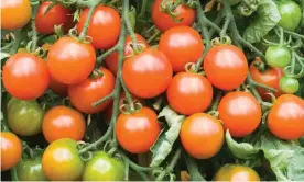  ??  ?? Soon to be red-hot tomatoes. Photograph: Alamy