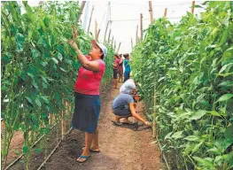  ??  ?? Fortaleza. Entre los resultados obtenidos en este emprendimi­ento, en el que llevan dos años, aseguran haber logrado una independen­cia económica.