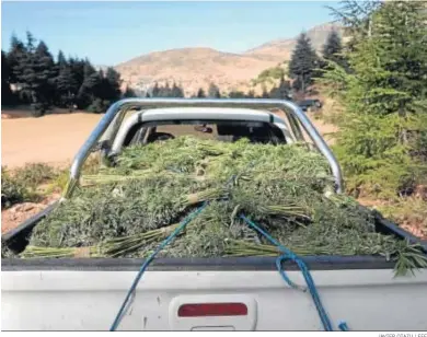  ?? JAVIER OTAZU / EFE ?? Un coche transporta unos esquejes de cannabis en el norte de Marruecos.
