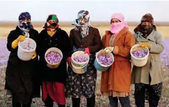  ??  ?? Iranian women show saffron flowers they picked at a field in Khorasan province of northeaste­rn Iran.