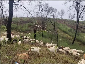  ?? PHOTOS BY NATALIE HANSON — ENTERPRISE-RECORD ?? Goats provided by a contractor begin grazing work, seen Friday, along Mountain View Drive in Paradise as part of Butte County Fire Safe Council’s projects to reduce fire fuel during spring.