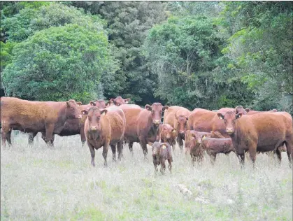  ??  ?? Graeme Dyke’s Te Maewa Red Devon cows with calves.