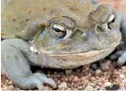  ?? WASHINGTON POST ?? The Sonoran Desert toad, aka the Colorado River toad, exudes toxins that have psychoacti­ve properties.