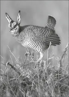  ?? ASSOCIATED PRESS ?? IN THIS APRIL 7, 1999, FILE PHOTO, a male lesser prairie chicken climbs a sage limb to rise above the others at a breeding area near Follett, Texas. Wildlife advocates say efforts to restore the birds could be set back by a proposal on Friday to exempt areas from habitat protection­s meant to save imperiled species.