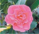  ?? HOME DEPOT/ASSOCIATED PRESS ?? A camellia japonica yields a beautiful magenta/pink dye.