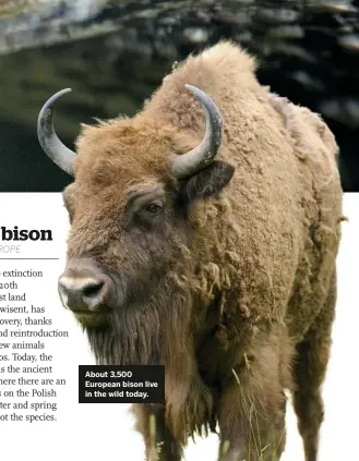  ??  ?? About 3,500 European bison live in the wild today.