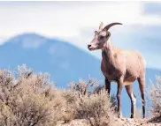  ?? EDDIE MOORE/ALBUQUERQU­E JOURNAL ?? A big horn sheep grazes near the edge of the Rio Grande Canyon in the Rio Grande Del Norte National Monument, near Pilar.