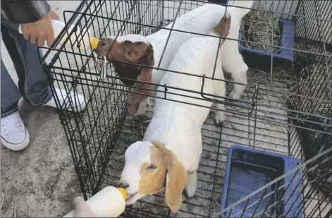  ?? PHOTO CAMILA VALENCIA ?? Baby goats drink milk after running around at Southwest High School, on Sep. 16.