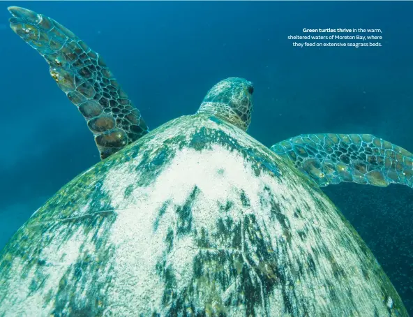  ??  ?? Green turtles thrive in the warm, sheltered waters of Moreton Bay, where they feed on extensive seagrass beds.