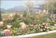  ??  ?? FYNBOS ESTATE: The gardens of the Cavalli Estate (R44 Stellenbos­ch), designed by Ray Hudson and Keith Kirsten, provided a backdrop to a section of the Kirstenbos­ch exhibit filled with a mix of fynbos species including proteas, leucadendr­ons (cone...