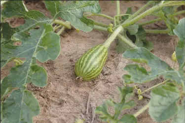  ??  ?? A watermelon
grows in Beggs’ field.