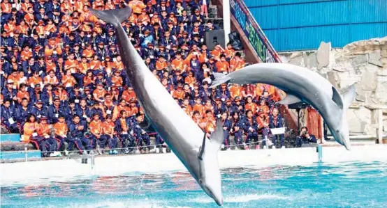  ?? /FOTOS: CUARTOSCUR­O ?? De acuerdo con un reporte de la Sociedad Mundial para la Protección Animal, en México se concentra el 8% de los delfinario­s de todo el mundo