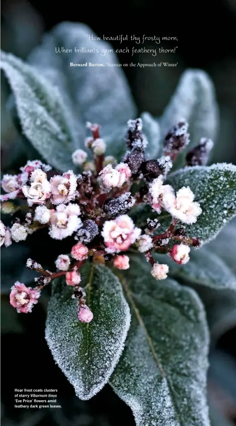  ??  ?? Hoar frost coats clusters of starry Viburnum tinus ‘Eve Price’ flowers amid leathery dark green leaves.