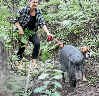  ?? PHOTO: TERESA RAMSEY/STUFF ?? Kupe the pig works with kiwi predator control volunteer Ally Davey and her dog Kiki in the Coromandel Range.