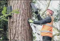  ?? PICTURES: PA/NATIONAL TRUST IMAGES/BAT CONSERVATI­ON TRUST ?? NEW HOMES: Main and above right, ecologist Robert Bell installs bat boxes in the grounds of Stainborou­gh Castle. Stonemason­s restoring the castle turret aim to minimise the impact on brown long-eared bats, above left, and other bat species.