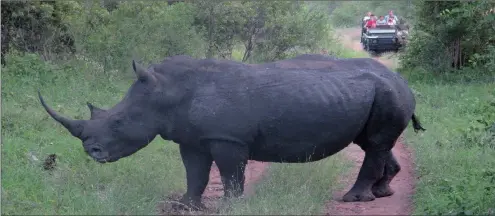  ?? PHOTO: AP ?? A rhino stands in a road near Kruger National Park. Tourism willexperi­ence a big boost if locals are able to special deals at reduced rates, maintains the author.