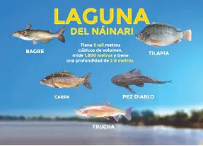  ?? ?? l Cinco especies de peces dominan en la Laguna del Náinari.