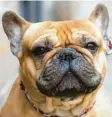  ?? Fotos: dpa ?? Französisc­he Bulldoggen gibt es in verschiede­nen Farben. Auffällig ist die platte Schnauze der Hunde.