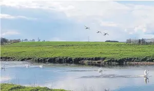  ??  ?? John Gregory of Coupar Angus took this photograph and says: “These swans were coming in to land on the River Isla at Coupar Angus.”