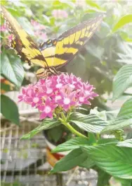  ??  ?? Swallowtai­l butterflie­s are fans of pentas, so be sure to include some in your garden to attract these beauties. (Photo by MSU Extension/gary Bachman)