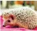  ??  ?? African pygmy hedgehogs need to be kept in a temperatur­econtrolle­d environmen­t