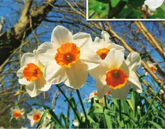  ?? ?? There’s a clump of late-flowering narcissus on the bank close to the path near our farm buildings. The lovely flowers appear long after the main crop of daffodils is over. They are all members of the same genus and are part of the amaryllis family. Such bright, cheery faces, and with a brilliant blue sky behind they cannot fail to bring cheer to the day.