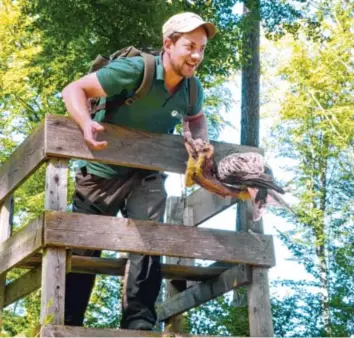  ?? Fotos: Forstbetri­eb ?? Förster Martin Pohl steigt schon mal hoch hinauf, wenn er Besuchern sein Revier erklären soll. Zur Anschaulic­hkeit dient dann auch das Präparat eines Rotmilans in seiner Hand, wie es für Ausbildung­szwecke zur Verfügung steht.