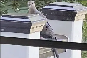  ?? The Associated Press ?? This image shows a mourning dove perched on a deck post in a Glen Head, N.Y.