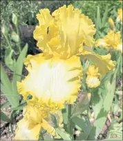 ?? ?? Tall Bearded Iris ‘That’s All Folks’ has “standards brilliant gold; falls white with gold blending to wide muted gold band; beards gold.”