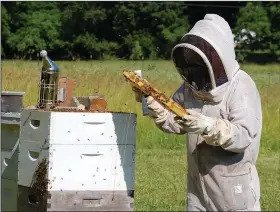  ??  ?? Lynn Paskiewicz checks the bees in one of her hives. (NWA Democrat-Gazette/Janelle Jessen)