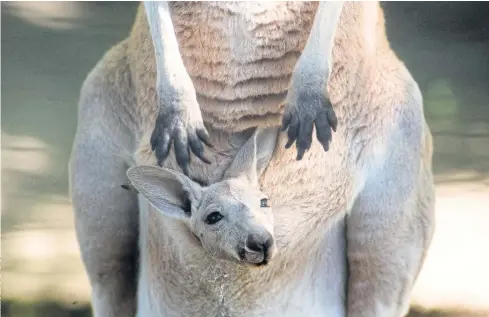  ??  ?? IN THE POCKET: A 14-week-old red kangaroo peeps from its mother’s pouch.