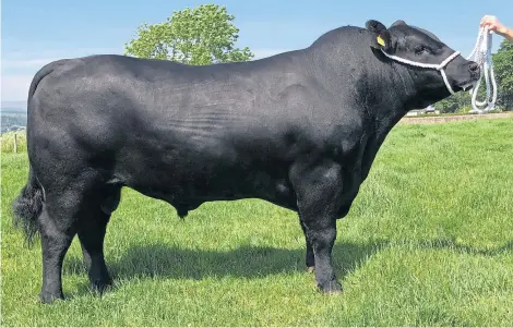  ??  ?? Aberdeen-Angus show champion Swordale Elton from Messrs Watt of Bonar Bridge.