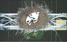  ?? PHOTOS BY WANG JIANWEI / FOR CHINA DAILY ?? Clockwise from top: In order to ensure the stable operation of power grid transmissi­on lines and the safety of oriental white storks, employees of State Grid Qiqihar Electric Power install bird guards last month. Oriental white stork birdlings in a nest on a power transmissi­on tower. A worker fixes a board to protect the birds above.