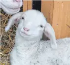  ?? ?? Stimmungsv­oll geht es in die Vorweihnac­htszeit in Bopfingen.