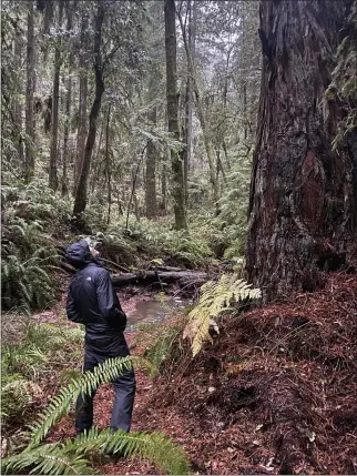  ?? ROBIN EPLEY — ADVOCATE-NEWS ?? JP O’Brien, a climatolog­ist living in Fort Bragg, and a member of the Mendocino Trail Stewards, looks up at a second-growth redwood tree, standing near the area where a large-scale timber harvest is planned by the California Department of Forestry and Fire Protection later this year.