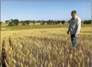  ?? BLAKE NICHOLSON — THE ASSOCIATED PRESS ?? Farmer John Weinand surveys a wheat field near Beulah, N.D., that should be twice as tall as it is. Drought in western North Dakota this summer is laying waste to crops — some of which won’t even be worth harvesting.