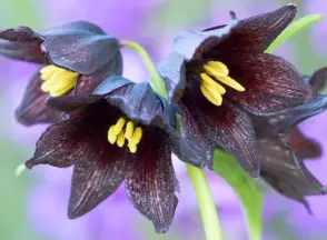  ??  ?? ABOVE Plum purple F. camschatce­nsis is happy in garden soil enriched with leaf mould and grit