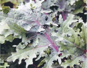  ??  ?? Uncle Bert’s Purple Kale is one of the heritage varieties available from the HSL