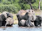  ?? CHARMAINE NORONHA/AP 2013 ?? Botswana has lifted its ban on elephant hunting, a decision likely to bring protests from wildlife protection groups.