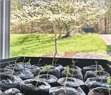  ?? JOHN RABY/AP ?? Tomato seedlings emerge from pellets at a house in West Virginia. Home gardeners are gobbling up seeds at retail stores and creating huge order backlogs on company websites.