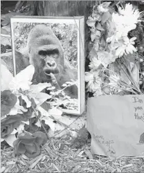  ?? John Sommers II Getty Images ?? FLOWERS are left at the Cincinnati Zoo outside the gorilla exhibit after officials killed Harambe, a 17-year-old silverback.