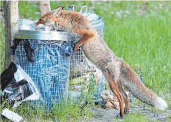  ?? SYMBOLFOTO: STEPHANIE PILICK ?? Füchse zieht vor allem unverschlo­ssener Müll und herumstehe­ndes Katzenfutt­er an. Dies war auch in Nellingen der Fall, wo sogar Schuhe weggetrage­n wurden.