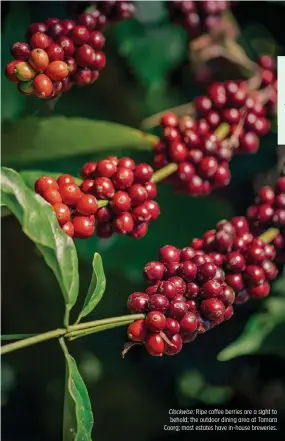  ??  ?? Clockwise: Ripe coffee berries are a sight to behold; the outdoor dining area at Tamara Coorg; most estates have in-house breweries.